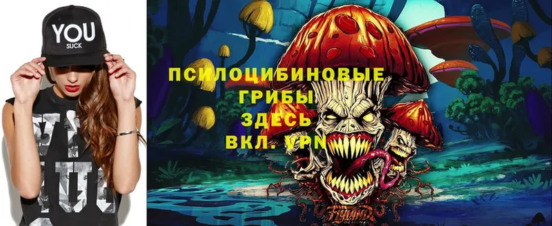 что такое   Ужур  Псилоцибиновые грибы Psilocybine cubensis 